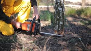 Best Leaf Removal  in Chatham, VA