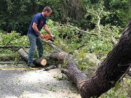 Chatham, VA Tree Care Services Company