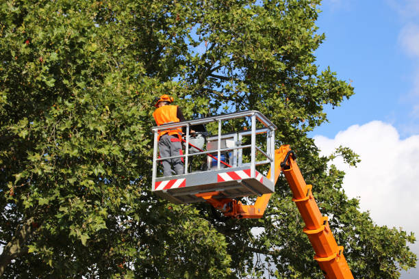 Best Tree Disease Treatment  in Chatham, VA