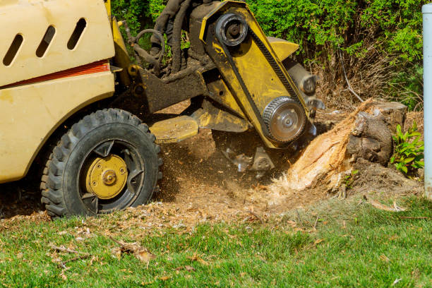  Chatham, VA Tree Care Services Pros