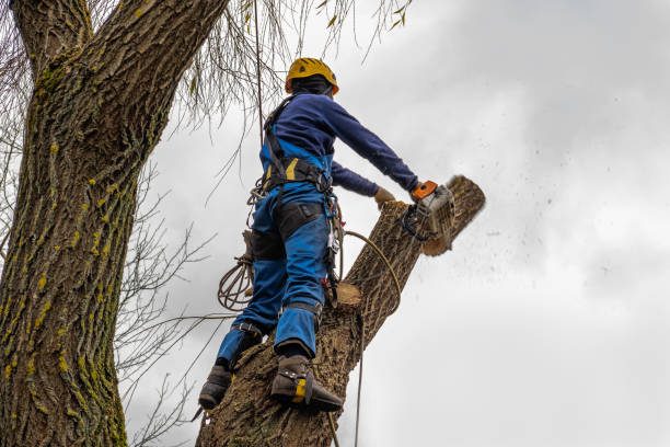 Best Fruit Tree Pruning  in Chatham, VA