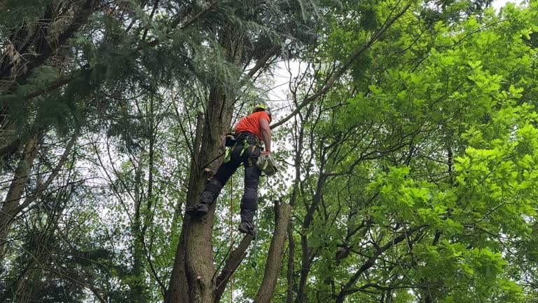 Best Utility Line Clearance  in Chatham, VA