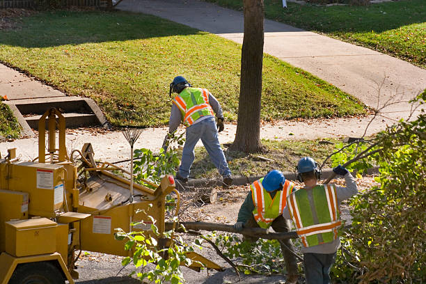 Best Tree Trimming and Pruning  in Chatham, VA