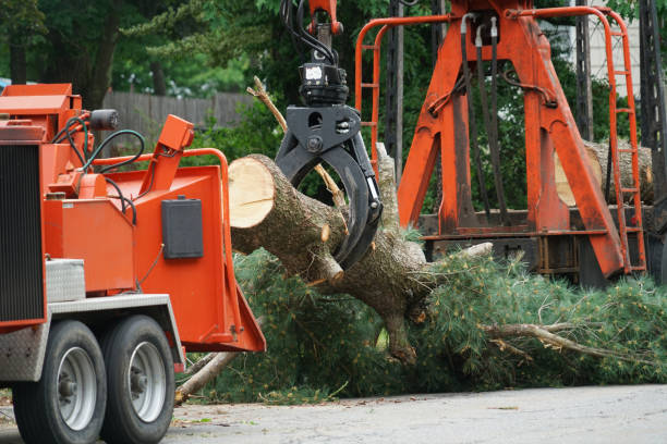 Best Fruit Tree Pruning  in Chatham, VA