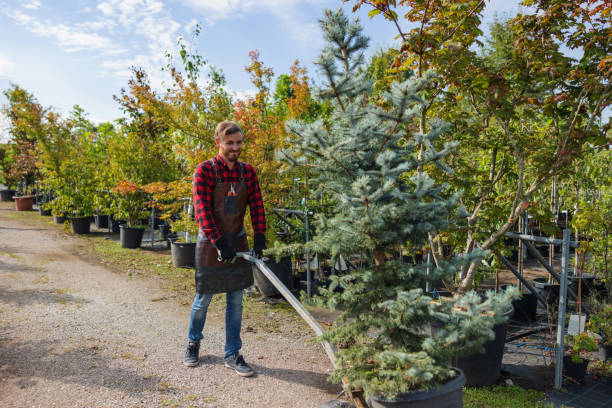 Best Tree Preservation Services  in Chatham, VA