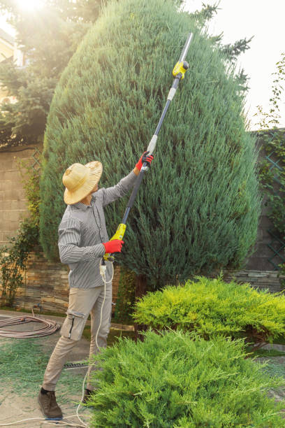 Lawn Watering Services