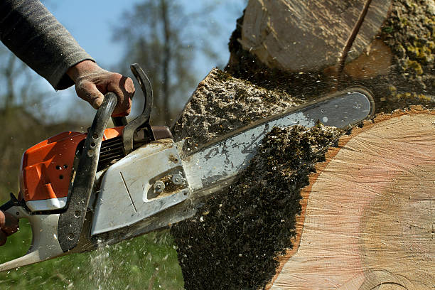 Leaf Removal in Chatham, VA