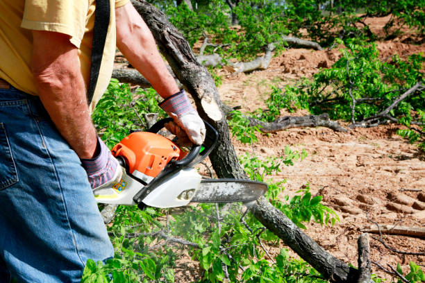 Best Emergency Tree Removal  in Chatham, VA